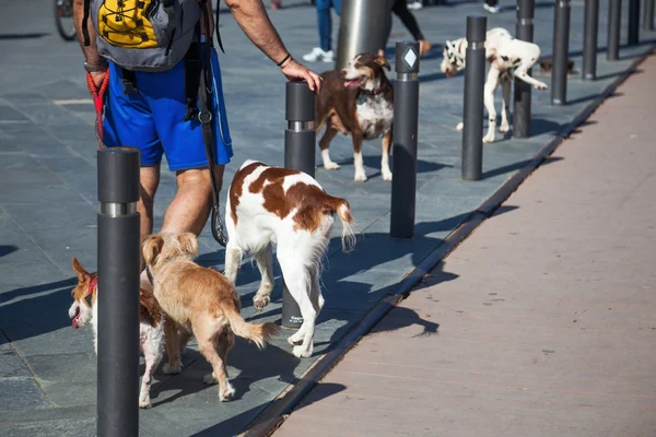 Uomo con diversi cani a piedi in città — Foto Stock