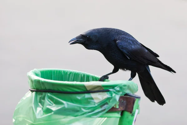 Crow sitting on a dustbin — Stock Photo, Image