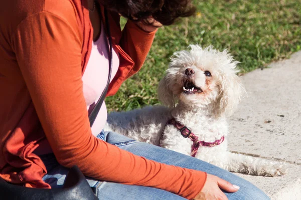Şirin bir küçük köpek ve bir kadın arasındaki iletişimi