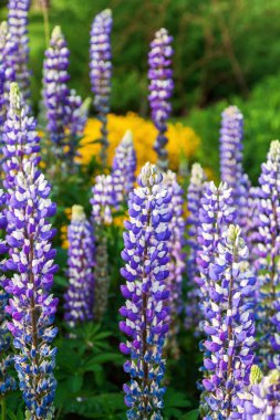 Lupines çiçek yatak