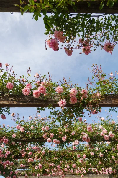 Pink climbing roses at a pergola — Stock Photo, Image