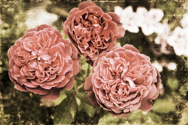 Rosas vermelhas com textura estilo vintage — Fotografia de Stock