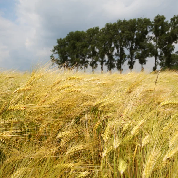秋の麦畑 — ストック写真