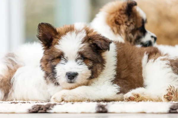 Lindos cachorros Elo — Foto de Stock