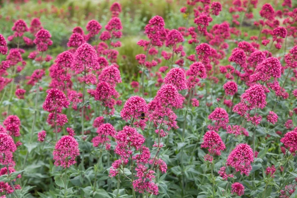 Field of Centranthus ruber — Stock Photo, Image