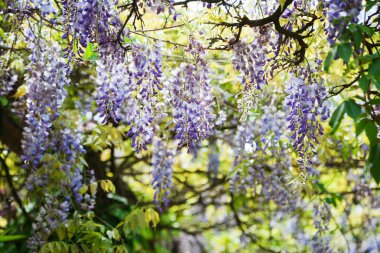 Çin wisteria