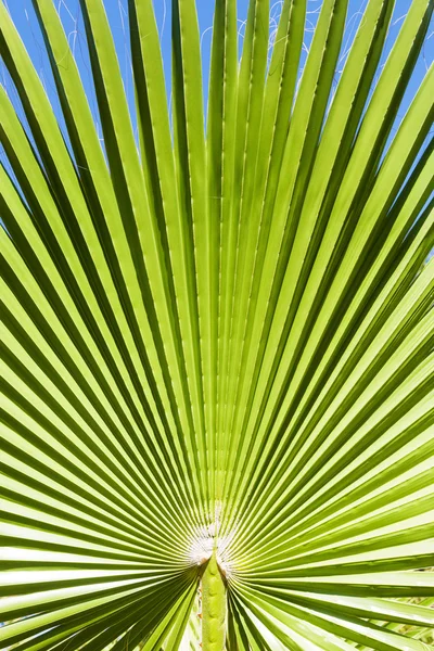 Palm frond — Stock Photo, Image