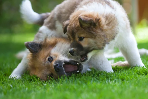 Elo mothter and her puppy fighting together playfully — Stock Photo, Image