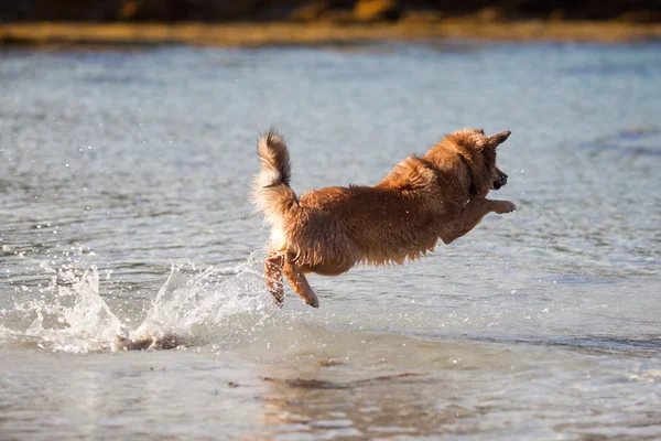 Lindo perro Elo saltando en el agua — Foto de Stock
