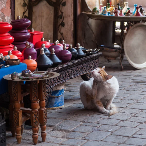 Gato rasteiro nos souks de Marrakech, Marrocos — Fotografia de Stock