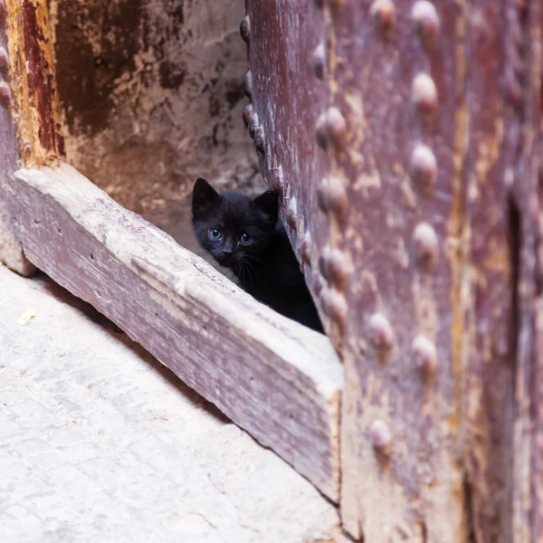 Cute black kitten behind a door of Marrakech, Morocco — Stock Photo, Image
