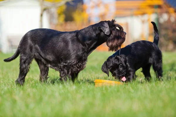 Schnauzer standard mère et enfant dans le jardin — Photo