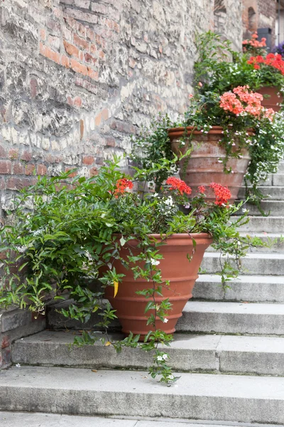 Vasos de flores decorativas em escadas — Fotografia de Stock