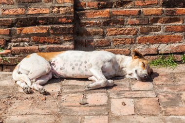 Bir tapınak harabe Ayutthaya, Tayland, sokak köpeği uyku