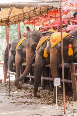 Turistik eğlence Ayutthaya, Tayland filleri