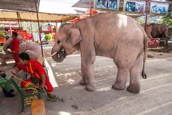 Elephants for tourist amusement in Ayutthaya, Thailand — Stock Photo, Image