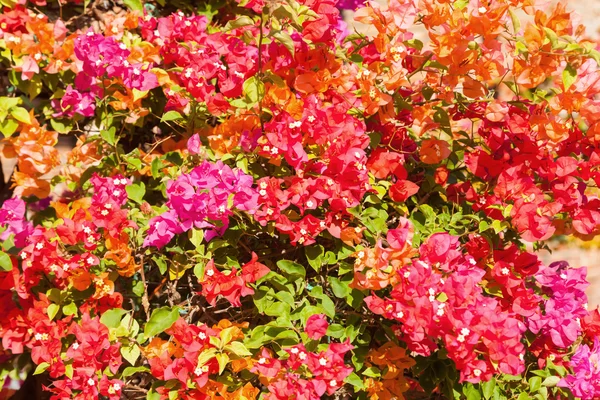 Kırmızı bougainvillea çiçek — Stok fotoğraf