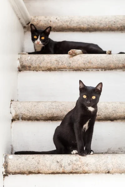 Zwei Katzen auf der Treppe — Stockfoto