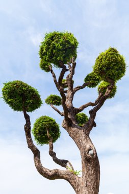 Kesilmiş gibi bir Bonsai ağacı
