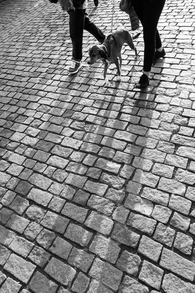 Black and white picture of long shadows of a couple with a dog with backlit on cobblestone pavement
