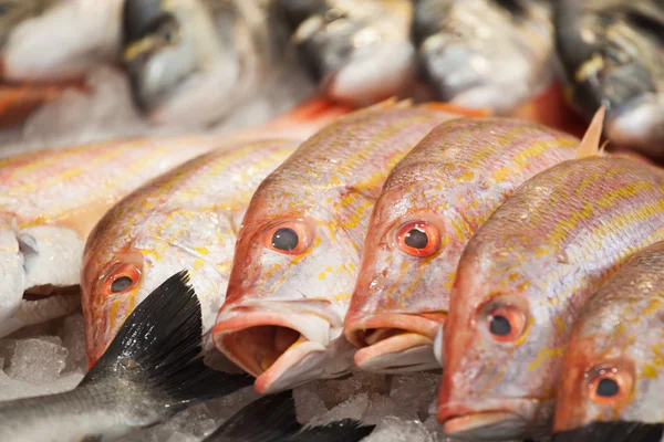 Red snapper peixes em uma banca de mercado — Fotografia de Stock