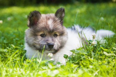Sevimli Elo köpek çim