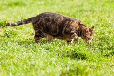 Kedi fare çayır üzerinde arama