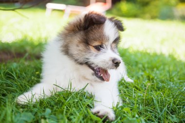 Sevimli Elo köpek yeşil çim üzerinde yalan