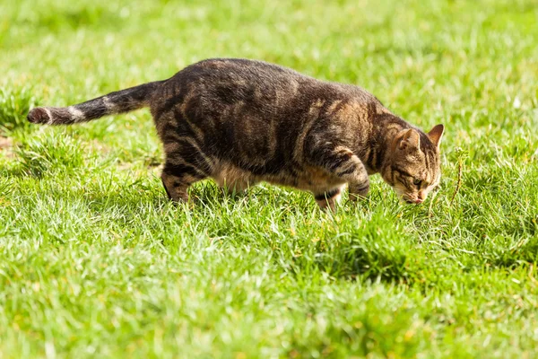 Kedi fare çayır üzerinde arama — Stok fotoğraf