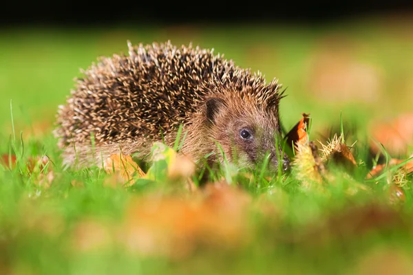 Cute hedgehog on an autumnal lawn — Stock Photo, Image