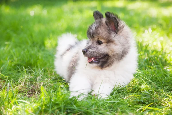 Cute Elo puppy lying on green grass — Stock Photo, Image