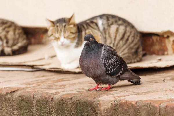 길 잃은 고양이 자기 앞에 앉아 비둘기 — 스톡 사진