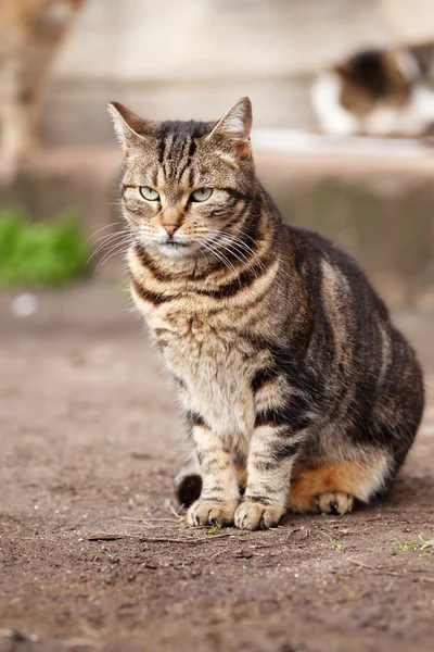 Niedliche Streunerkatze — Stockfoto