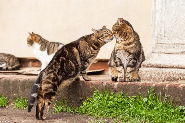 Stray cats cuddle together — Stock Photo, Image