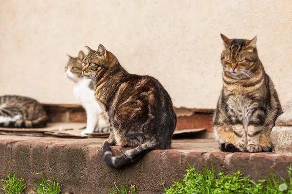Streunende Katzen sitzen in einer Reihe — Stockfoto