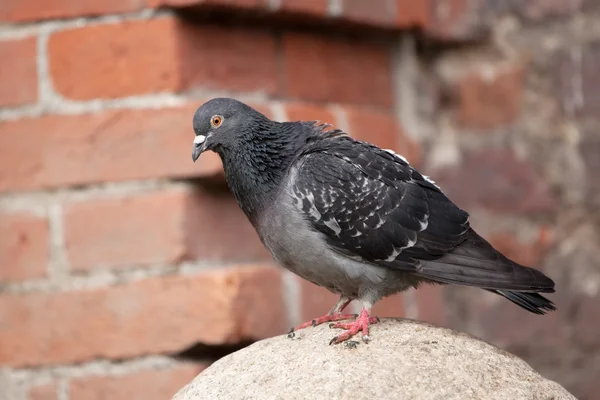 Taube sitzt auf einer Steinkugel — Stockfoto