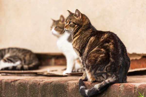 Şirin sokak kedileri — Stok fotoğraf