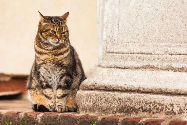 Porträt einer süßen streunenden Katze — Stockfoto