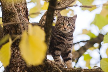 Sevimli genç kedi ağaca tırmanma