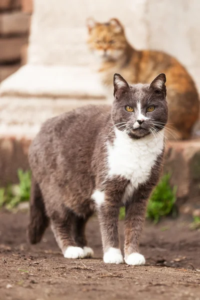 Симпатичные бродячие кошки — стоковое фото