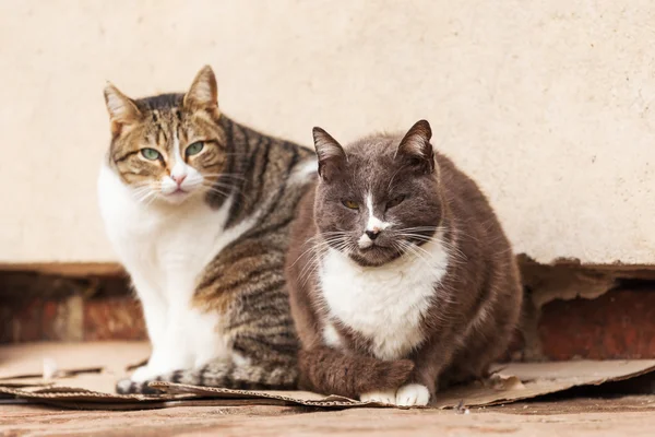 Zwei süße streunende Katzen — Stockfoto