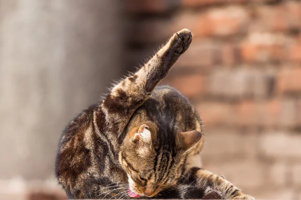 Cute stray cat licks the fur — Stock Photo, Image
