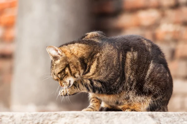 Schattig verdwaalde kat likt de poot — Stockfoto