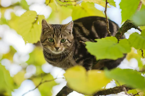 Niedliche junge Katze klettert in einen Baum — Stockfoto