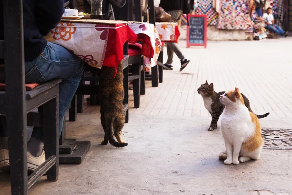 Hungry street cats sitting at a restaurant tabel in Marrakesh, Morocco — Stock Photo, Image