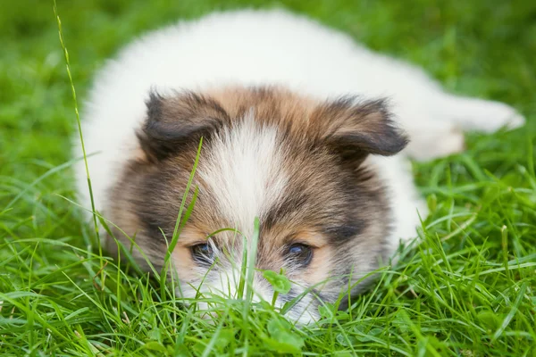 Cãozinho Elo bonito — Fotografia de Stock