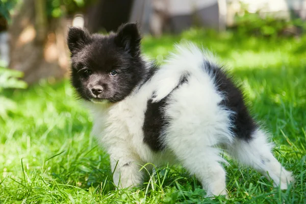 Симпатичный щенок Эло — стоковое фото