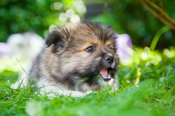 Anjing Elo yang lucu tergeletak di rumput — Stok Foto