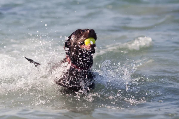 海で楽しく口にボールを持つラブラドール — ストック写真