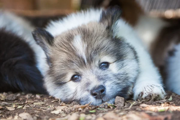 Elo şirin köpek yavrusu — Stok fotoğraf